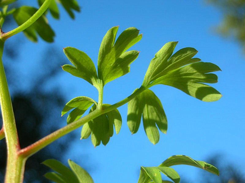 Fumaria capreolata / Fumaria bianca